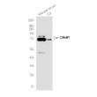 CRMP1 antibody western blot mouse brain C6 STJA0036794