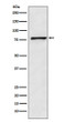 Fructose 6 Phosphate Kinase antibody western blot HeLa STJA0036811