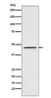 DEK antibody western blot 293T cells STJA0036814