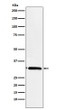 EB3 antibody western blot rat muscle STJA0036817