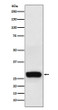 beta casein antibody western blot human milk STJA0036825