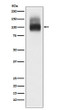 Band 3 antibody western blot red blood cells STJA0036847