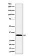 Syntaxin 1B antibody western blot human fetal brain STJA0036857