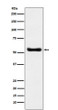 KAT8 antibody western blot HeLa lysates STJA0036865