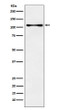 CENPC antibody western blot K562 lysates STJA0036868