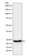 UQCRFS1 antibody western blot Raji lysates STJA0036873