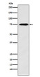 Synapsin II antibody western blot human fetal brain STJA0036906
