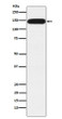 PUM1 antibody western blot HeLa lysates STJA0036914