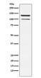 HIPK2 antibody western blot HT-1080 STJA0036915