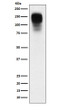 CEACAM1 antibody western blot SW480 STJA0036923