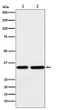 STUB1 antibody western blot HEK293 mouse brain STJA0036934