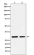 Dlx5 antibody western blot HeLa RAW2647 STJA0036937