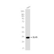 DLX5 antibody western blot HeLa lysates STJA0036937