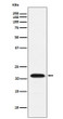 CBFB antibody western blot K562 lysates STJA0036963