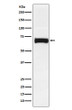 Nectin 2 antibody western blot SW480 STJA0036974
