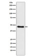 CTBP1 antibody western blot Raji STJA0036975