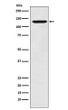 PCB antibody western blot HepG2 lysates STJA0036986