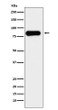 Aconitase 2 antibody western blot K562 lysates STJA0037001