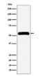 IMPDH2 antibody western blot HeLa lysates STJA0037002