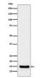 TTC11 antibody western blot Raji lysates STJA0037004