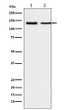 Exportin 5 antibody western blot K562 NIH/3T3 STJA0037005