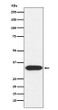 Syntaxin 3 antibody western blot HepG2 STJA0037007