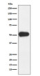 CD27 antibody western blot Ramos lysates STJA0037009