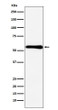 CBS antibody western blot MCF-7 lysates STJA0037010