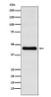 CXCR5 antibody western blot Molt4 cells STJA0037012
