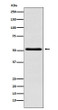 BAF57/SMARCE1 antibody western blot Raji lysates STJA0037013
