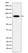 MCM7 antibody western blot HeLa lysates STJA0037042