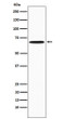 SAM68 antibody western blot Jurkat cells STJA0037045