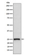 RHOQ antibody western blot TC10 293T STJA0037048