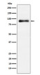 Lactoferrin antibody western blot HeLa lysates STJA0037082