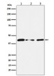 TINF2 antibody western blot HUVEC NIH/3T3 PC-12 STJA0037090