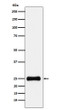 PSMA2 antibody western blot HepG2 STJA0037123