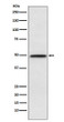 NFIB antibody western blot NIH/3T3 STJA0037132