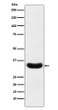 Scramblase 1 antibody western blot A431 cells STJA0037142