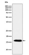Peroxiredoxin 5 antibody western blot HepG2 STJA0037143