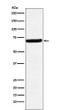 G3BP antibody western blot HeLa lysates STJA0037149