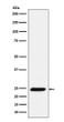 BMF antibody western blot Ramos lysate STJA0037151