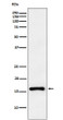 CDKN2C antibody western blot Ramos STJA0037166