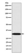 REA antibody western blot HeLa lysate STJA0037167