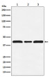 c-Maf antibody western blot HUVEC NIH/3T3 PC-12 STJA0037179