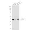 Western blot c-Maf antibody HUVEC Mouse brain Rat brain STJA0037179