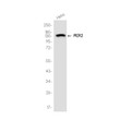 PER2 antibody western blot HeLa cells STJA0037181