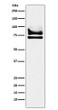 DDX17 antibody western blot 293T cells STJA0037182