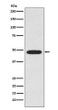Galactosidase alpha antibody western blot MCF-7 STJA0037194