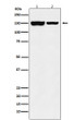 KDM4B antibody western blot SW480 mouse testis STJA0037207