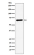 STXBP1 antibody western blot HeLa lysates STJA0037251